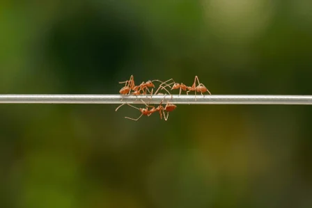 Çalışkan Karıncalar